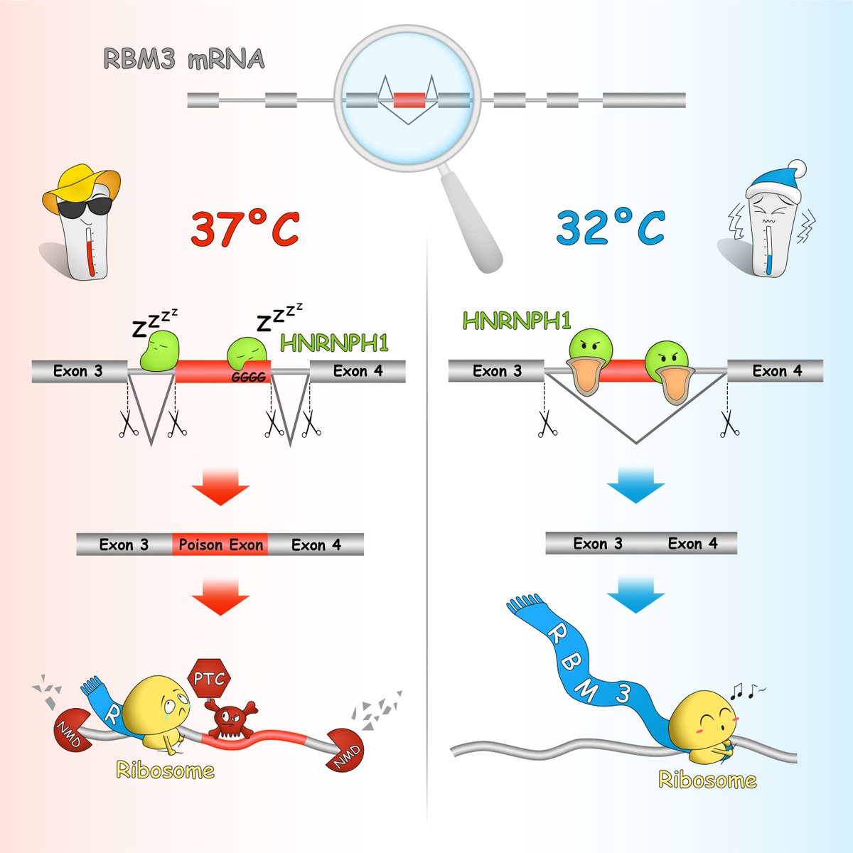 Ever wonder what happens to our brains at lower temperatures? Looks like our neurons enjoy a cool bath – thanks to increased expression of a cold-shock protein, RBM3. Check out our preprint sharing some secrets behind RBM3 cold induction. biorxiv.org/content/10.110…