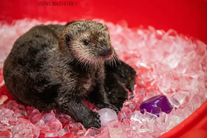 Hello, there! 🦦 This is Qilak — the newest little otter at the Shedd. Read more about the aquarium's newest addition: buff.ly/3fj2kD0