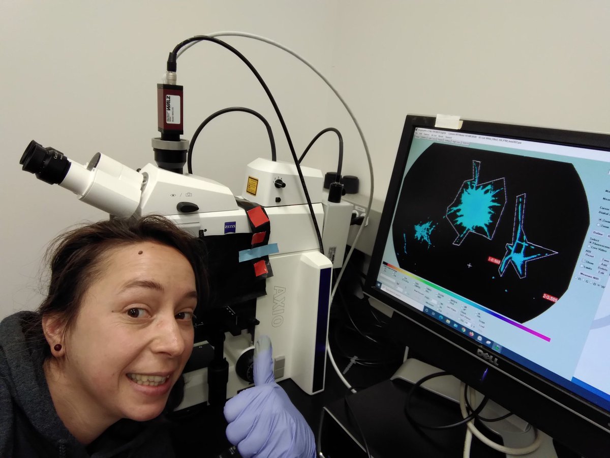 #BullKelp gametophytes under the microscope and micro PAM from my experiment for #KelpRescue, kindly hosted by <a href="/Martonelab/">Patrick Martone</a>. 🙂🔬