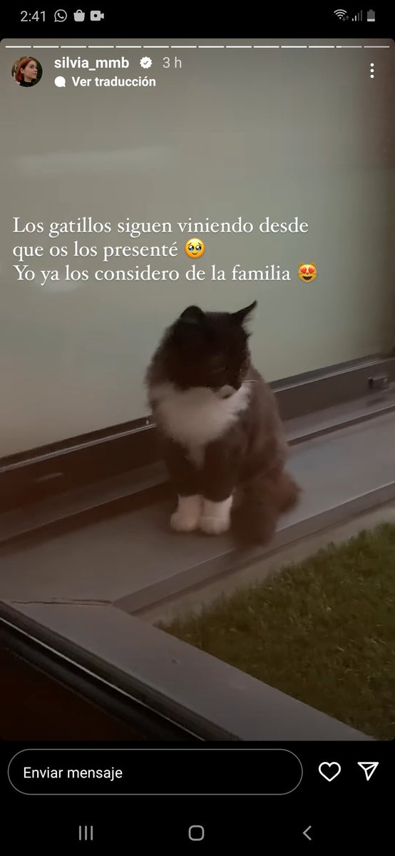 Te Amamos Vegetta De Luque On Twitter Silvia Ama Ya Esos Gatos Xd