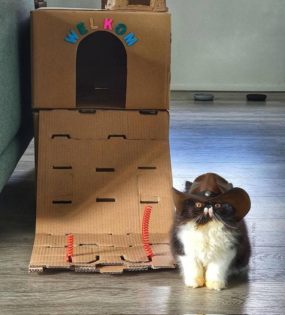 T0MMYSTAG's tweet photo. Meowdy https://t.co/65JGK2cCMl