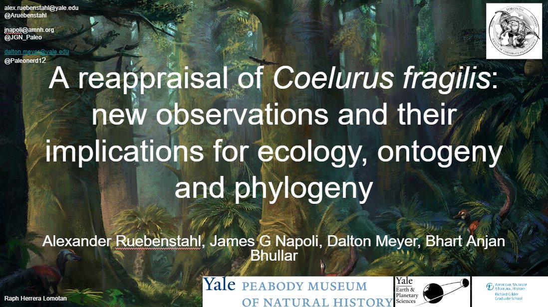 To my theropod enthusiasts! Are you curious about Coelurus fragilis? What was it eating? Is it an adult? What's it related too? 

If so, come by my talk at 8 am on Saturday at #2022SVP !