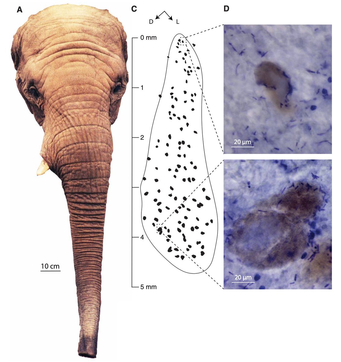 A new study in <a href="/ScienceAdvances/">Science Advances</a> reveals that elephants have an exceptionally high number of facial neurons—perhaps the most known to any land-dwelling mammal—and scientists are theorizing why. scim.ag/mv