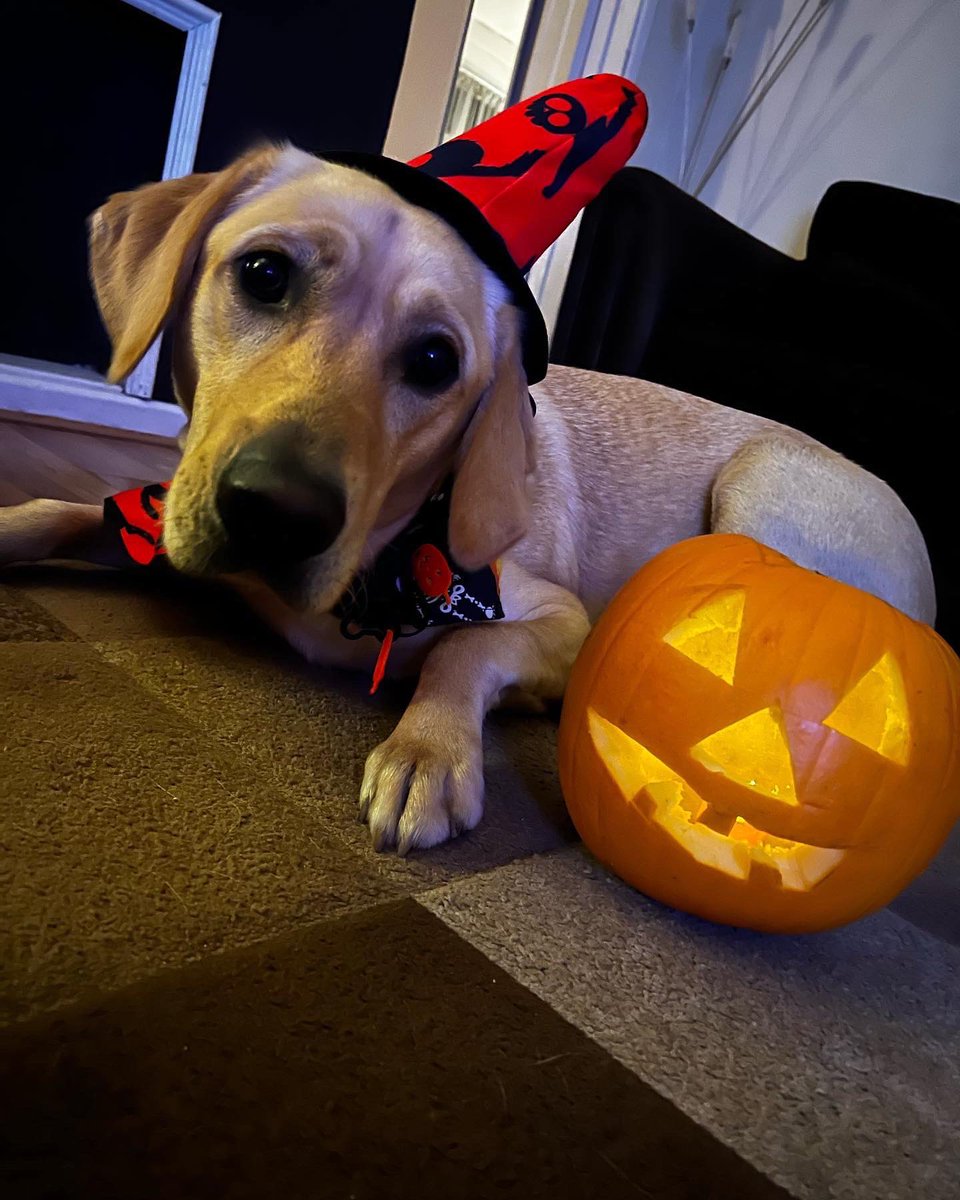 koalaatea's tweet photo. @PetsatHome https://t.co/RyKI7qRX4X