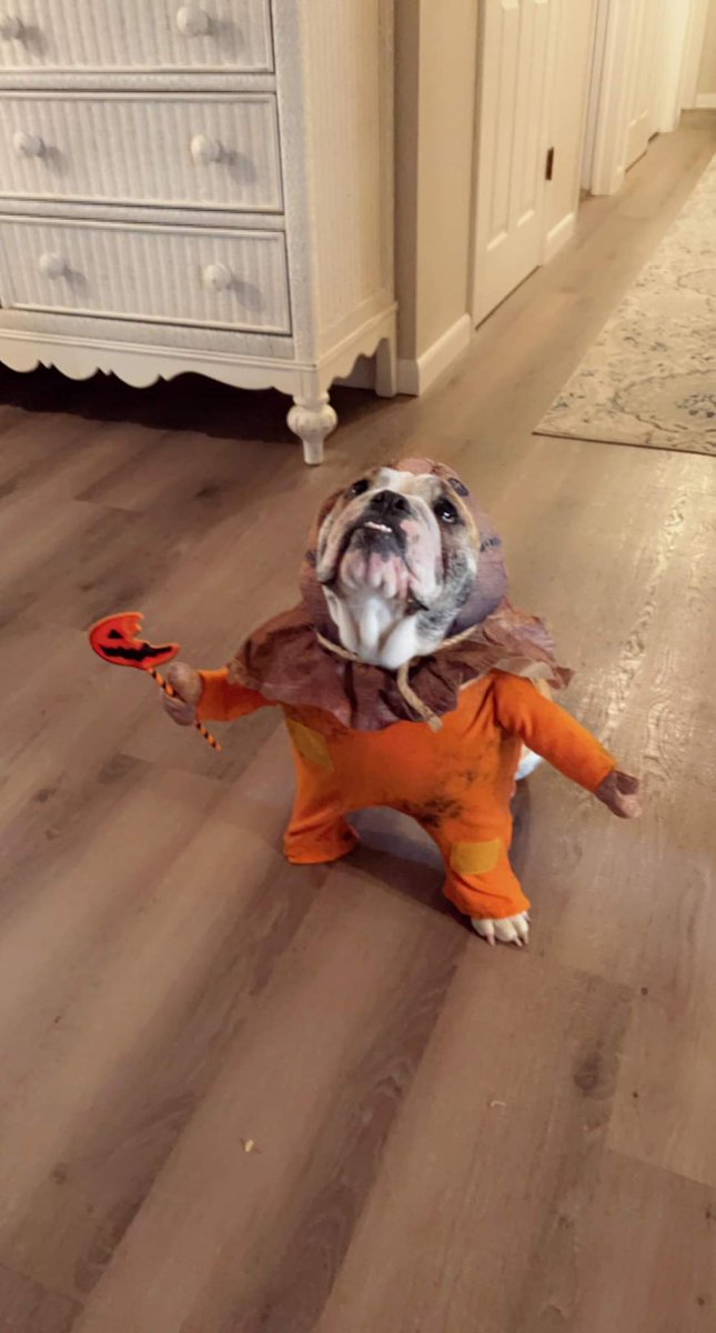 Who wore it best #PumpkinSam #TrickRTreat #pipergrace 🎃🐾🍭
She was not impressed btw🤣🎃