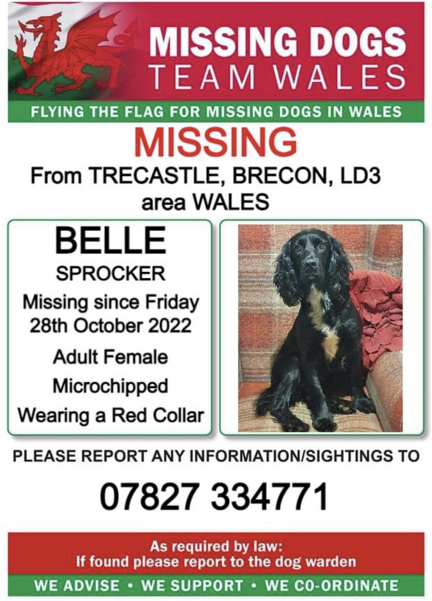 ❗️BELLE❗️#SPROCKER MISSING FROM #TRECASTLE, #BRECON, #LD3 area #WALES ❗️ ❗️SINCE FRIDAY 28th OCTOBER 2022. ❗️PLEASE LOOK OUT FOR BELLE AND CALL THE NUMBER ON POSTER WITH ANY INFORMATION/SIGHTINGS ❗️