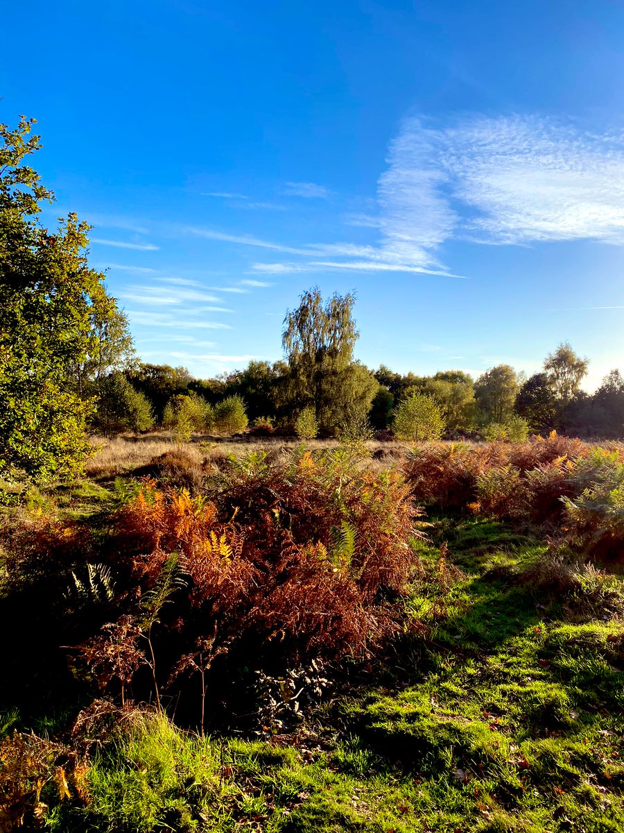 helen_m_oc's tweet photo. Last day of #halfterm and a sunny
#autumn #walk enjoying the colours of @StaffsWildlife and #highgatecommon 🍂 alarm set for tomorrow’s #backtoschool https://t.co/yWBJO0V9Xs