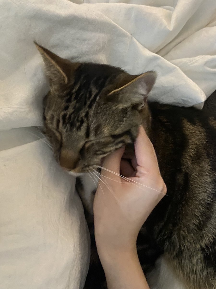 orbitingtime's tweet photo. 虎斑猫 https://t.co/1oqeH5E80h