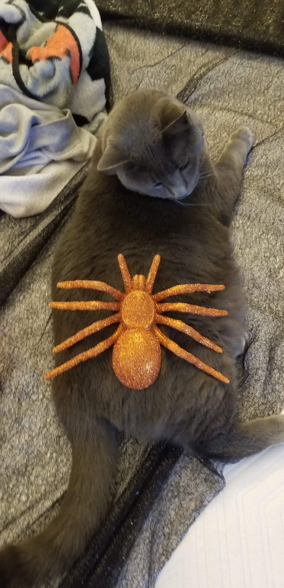 KikiNFT's tweet photo. getting rdy for Kiki the Cat's halloween photoshoot! 👻 🎃 collectors will receive a unique polaroid mailed directly to them

all Kiki Holiday releases will be released on their own contracts! https://t.co/Jy7IPbmPEi