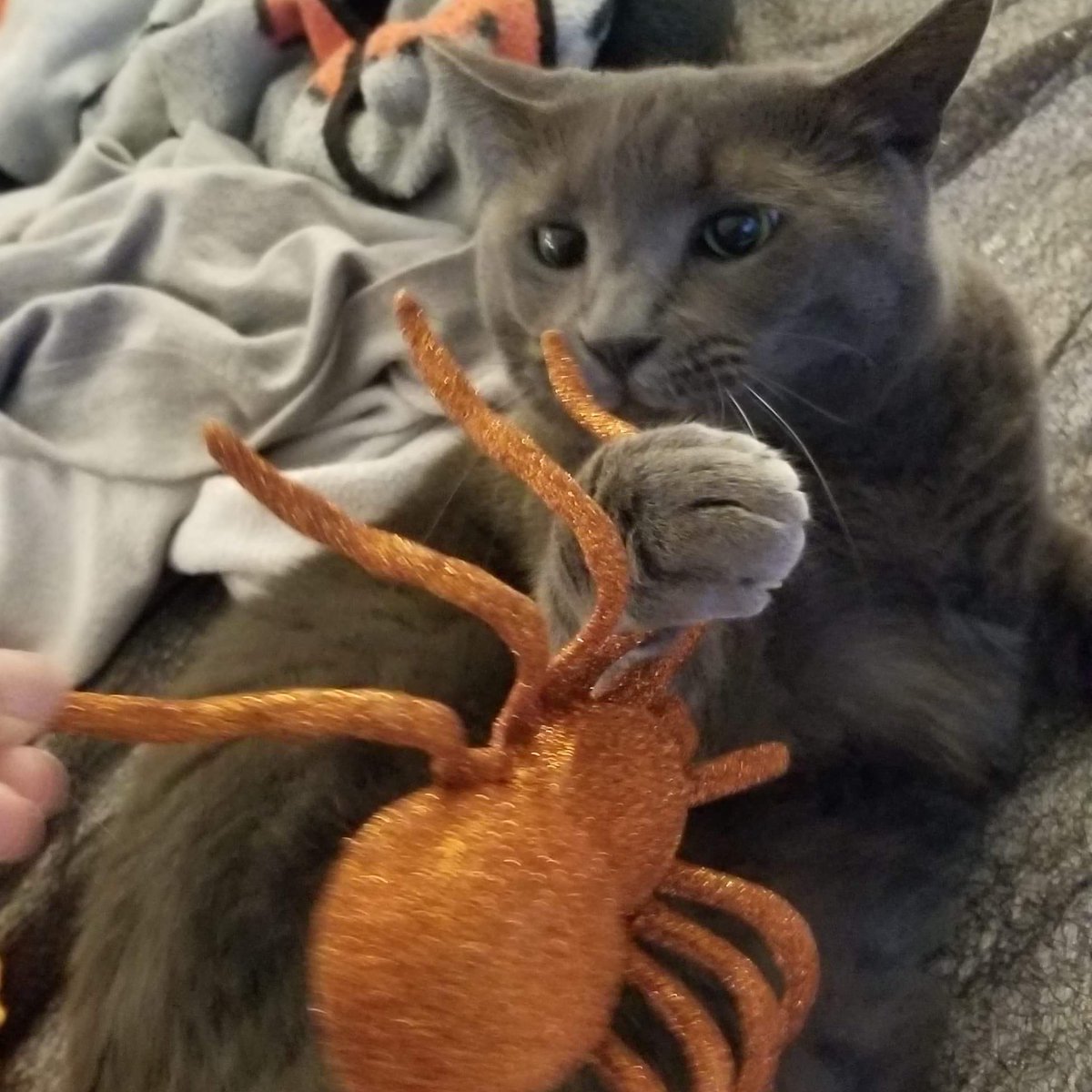 KikiNFT's tweet photo. getting rdy for Kiki the Cat's halloween photoshoot! 👻 🎃 collectors will receive a unique polaroid mailed directly to them

all Kiki Holiday releases will be released on their own contracts! https://t.co/Jy7IPbmPEi