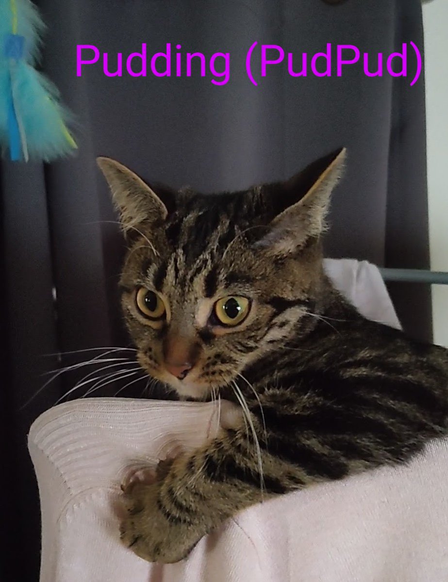 Emilywatson81's tweet image. Hello meet PUDDING......#trending #hellokitty #hellocat #catlovers #kittenl #kittenlove #ilovecats #catsrule #nationalcatday2022 #catvideo #kittenvideos #viral #viralcat #cutepetsclub #cutepets #cutecats #catsoftwitter #catsoftiktok #TABBY #tabbycat #babycat #kittycat