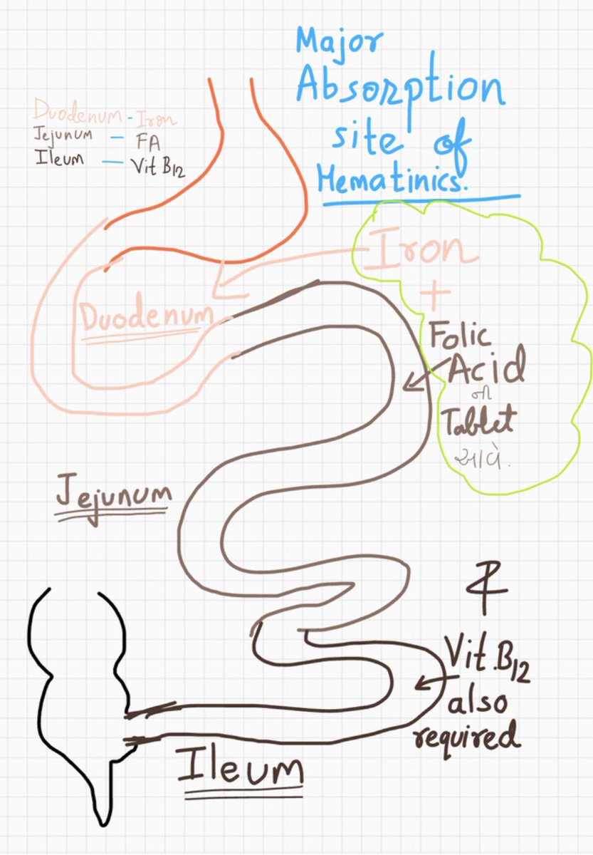 Small group tutorials tomorrow on anaemia. Handy way I was taught to  remember: 1. Fe & Folate absorbed in the First part of the small intestine  (duod/ jej) 2. B12 - Bottom