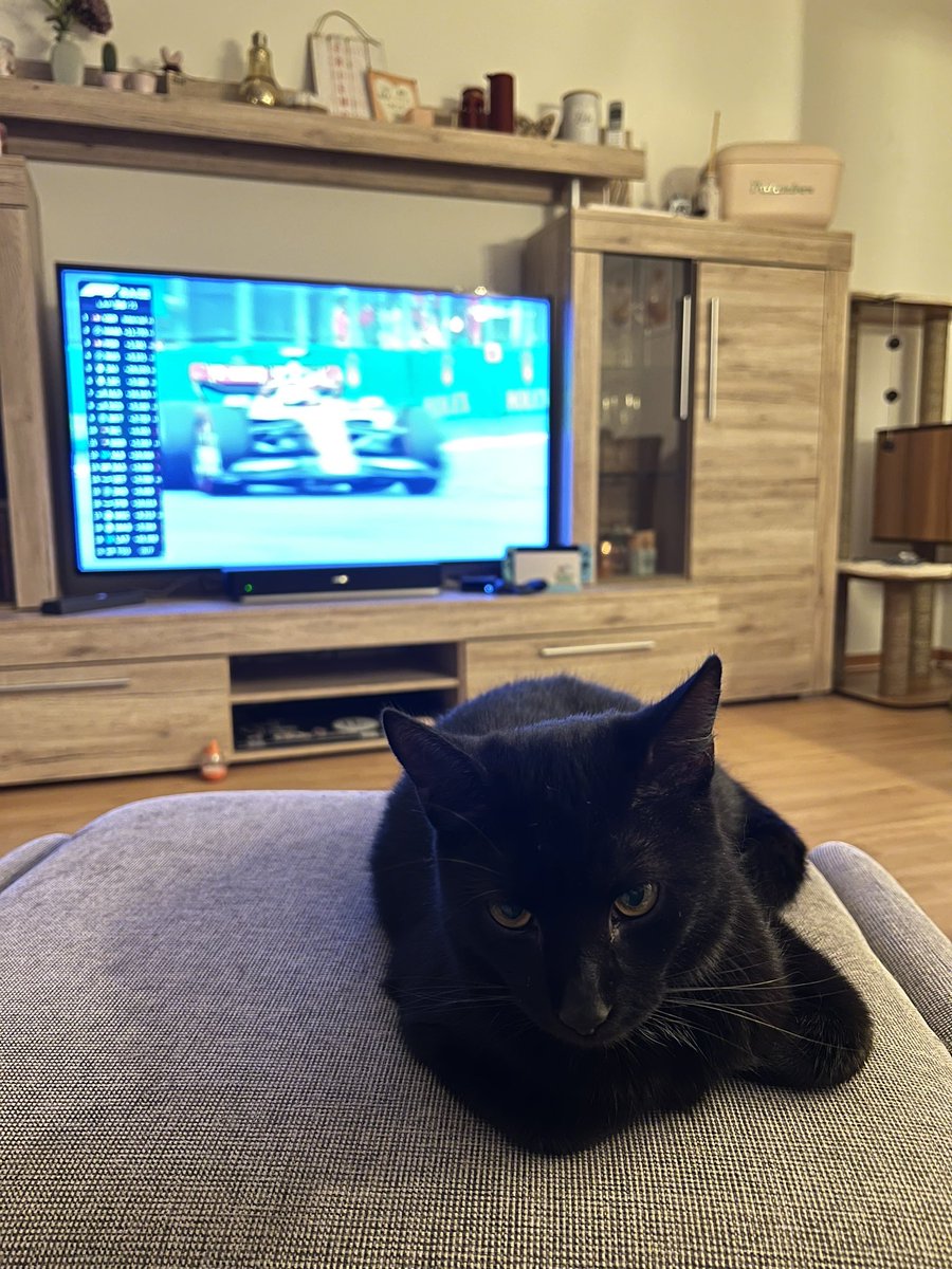 _jenny_fischer's tweet photo. Sogar meine Katze wirkt gelangweilt #MexicoGP https://t.co/3PIsFSutO5
