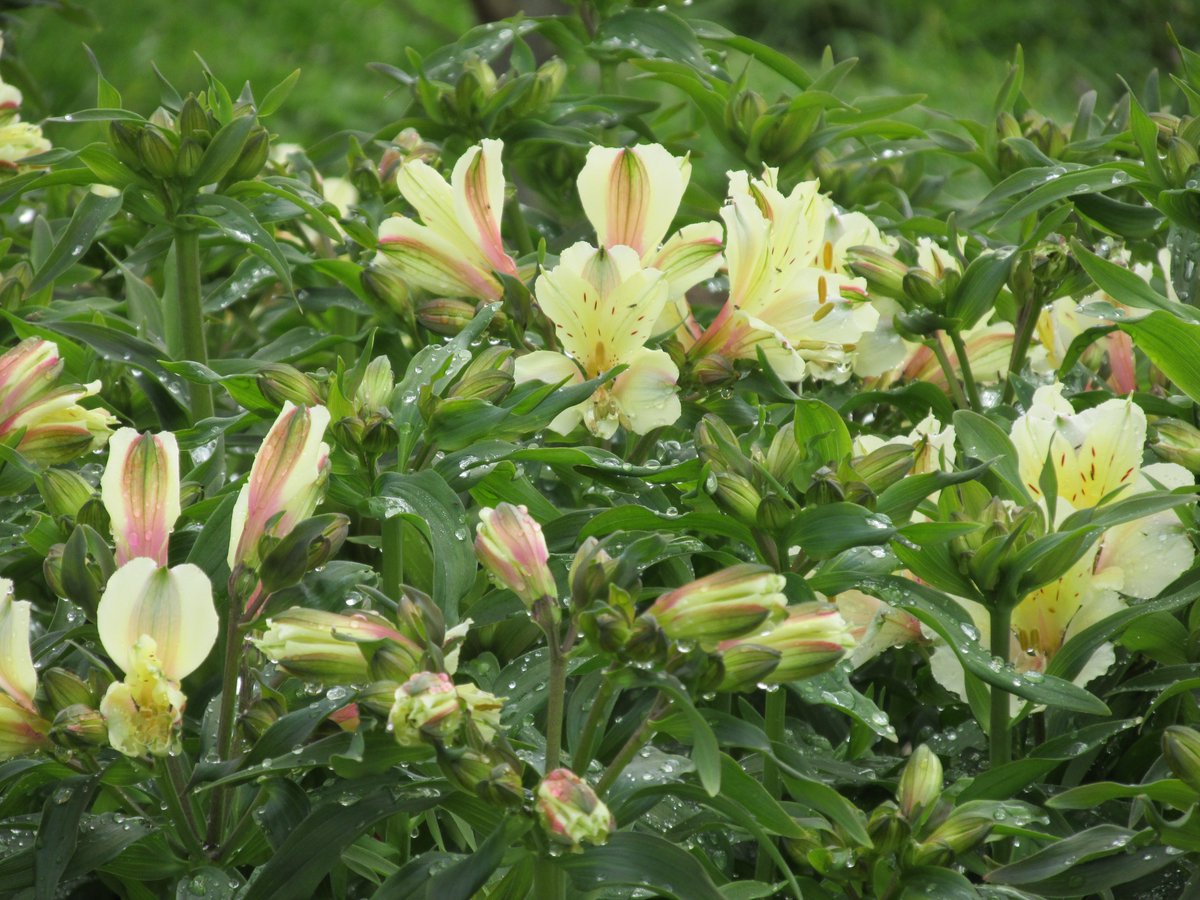 GabyLynch9's tweet photo. Alstromeria #OctoberDroplets 😊 @DavidMariposa1 https://t.co/choQ6hHFu9