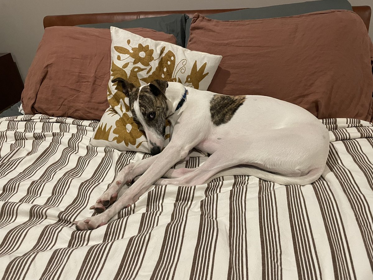 In true Freud fashion my pup keeps trying to seduce me…  Maybe we shouldn’t have named him after Lucian Freud.