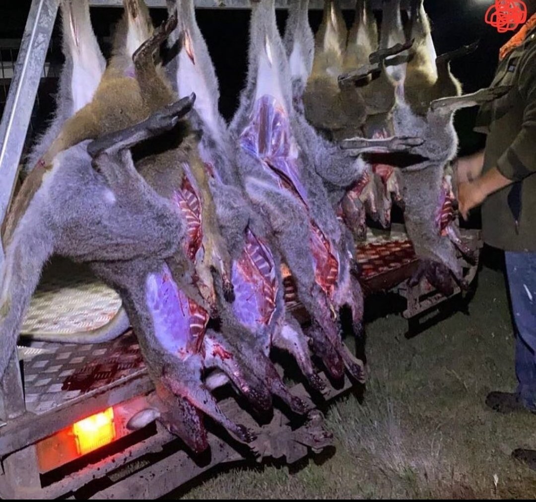 Cshells33Wells's tweet photo. @UEGShadowAngel @Kangarooei @BillMiller360 @Veganella_ Sadly your intellect matches your spelling,.π
#kangaroomeat is filled with parasitic worms. I hope that your DAILY Kangaroo meat experience stays in your heart and mind for a very long time.
#STOPKILLINGKANGAROOS https://t.co/bWc6rxn9PO