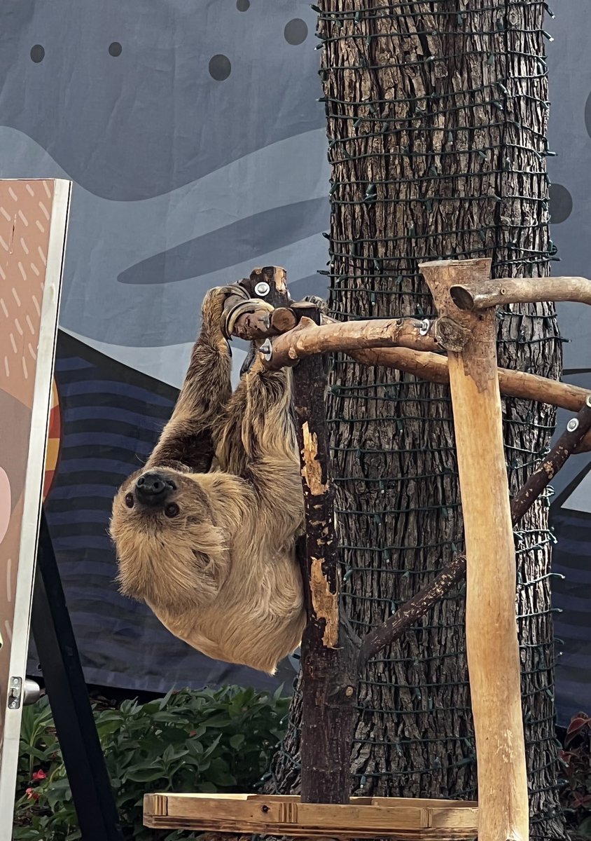 Matilda (@matildas222) on Twitter photo #ZooBoo fun! #ZooBoo fun!