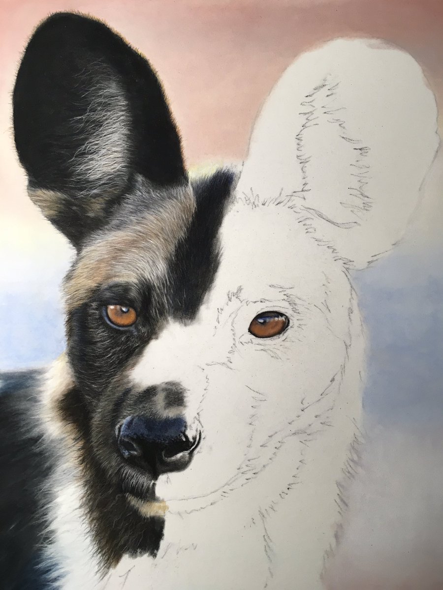 Next on my drawing board is another of my favourite animals. Starting to take shape so I thought I’d share. Photo from the lovely Leon Molenaar #wildearth #pastelartist #animalart #wilddog #painteddog #art #realismart #pastelartist #wildlifeartist #animalartist #photorealism