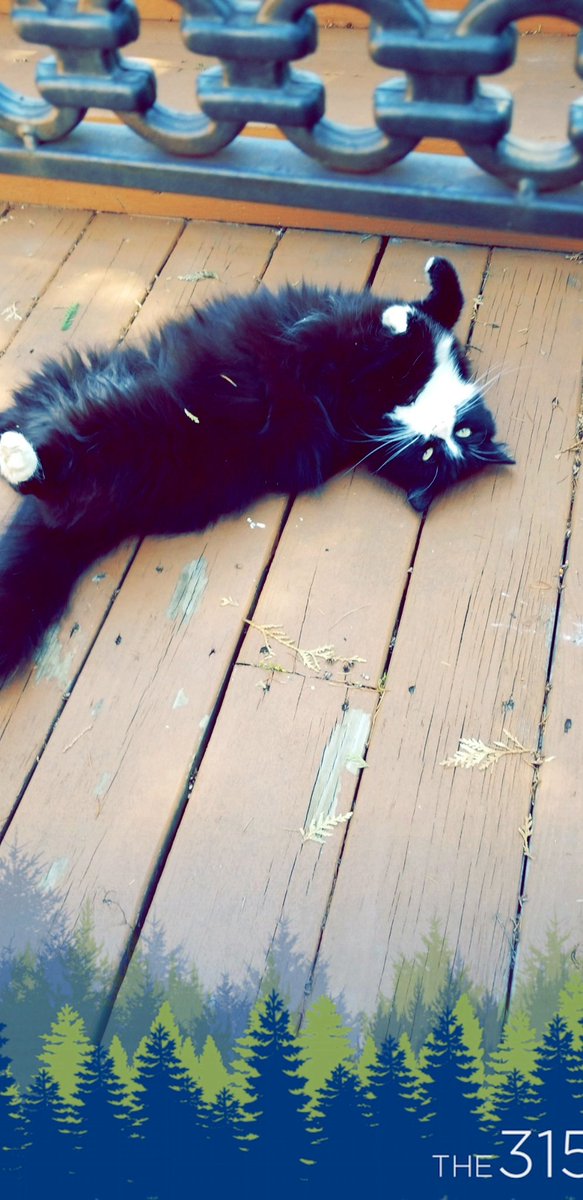 JenniferRose095's tweet photo. R.I.P. To My Fluffball Storm You Were Such An Amazing Cat And So Full of Life I Can't Believe Your Gone You had So Much Life Ahead Of You Still And It's Not Fair I Will Always Love You And Will Miss You Rest In Peace Stormy💔 https://t.co/gA4Lf6uHLi