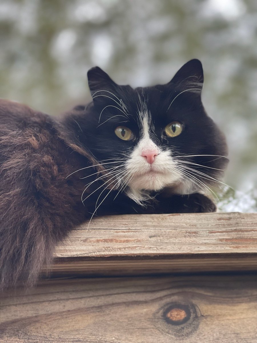 JenniferRose095's tweet photo. R.I.P. To My Fluffball Storm You Were Such An Amazing Cat And So Full of Life I Can't Believe Your Gone You had So Much Life Ahead Of You Still And It's Not Fair I Will Always Love You And Will Miss You Rest In Peace Stormy💔 https://t.co/gA4Lf6uHLi