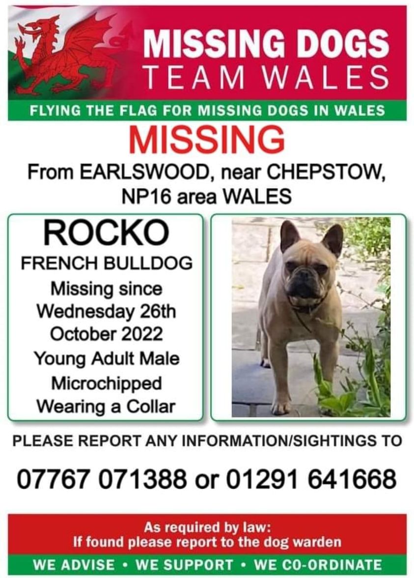 #FrenchBulldog #Rocko went #missing from #Earlswood near #Chepstow #NP16 area of #Wales on #Wednesday 26/10/22. Sightings on numbers below please.⬇️ twitter.com/missingdogwales #dogsoftwitter #MissingDog #LostDog