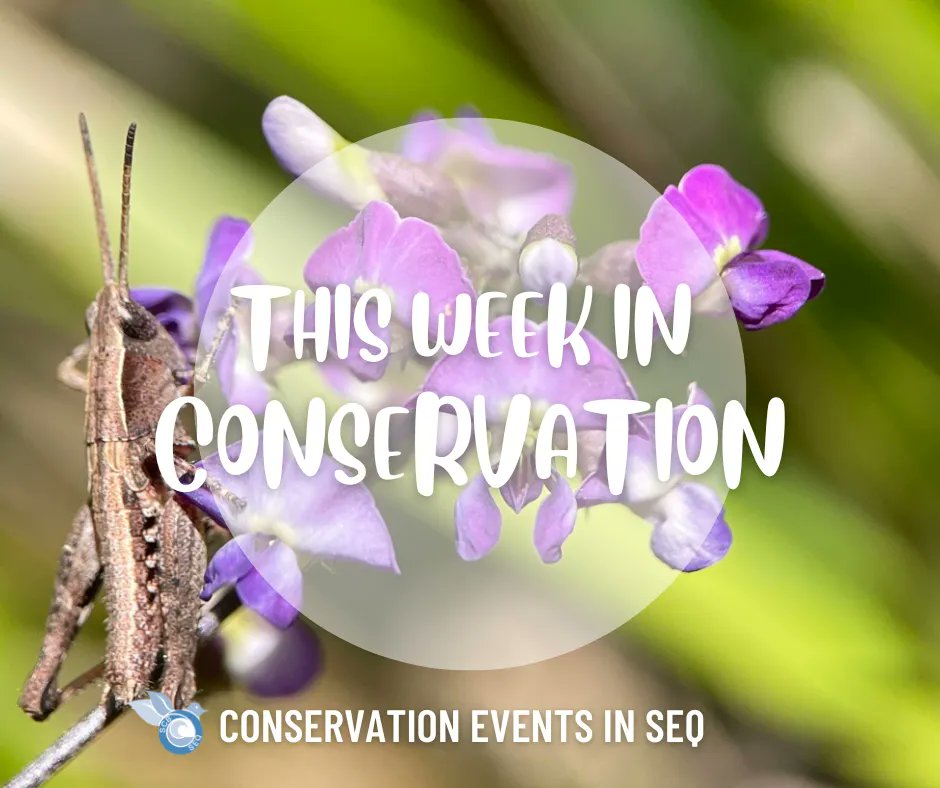 #ThisWeekinConservation Each Monday, we provide a curated list of upcoming conservation, ecology and citizen science related activities occurring throughout SEQ. Events are a great way to make new friends, learn something new and network. Find events here: buff.ly/3ennOhh