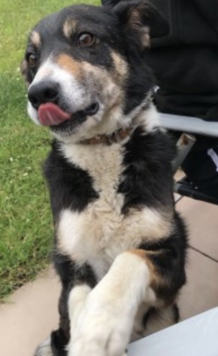 LOU missing from #Farm in #Kilsby (overnight) SITUATED UP A BRIDLEPATH BETWEEN KILSBY & #Crick #CV23 CENTRAL 29/10/22 (west Northamptonshire) Female/OLDER ADULT black/white&tan #BorderCollie TAGGED CHIPPED doglost.co.uk/dog-blog.php?d… @KilsbyPrimary @NorthantsLost @bs2510