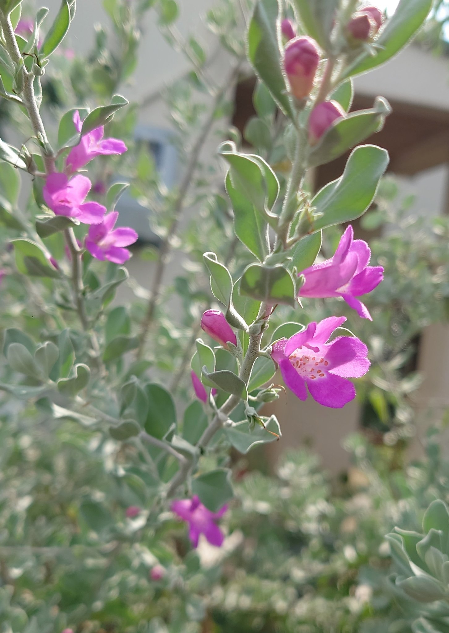 正規通販 レウコフィルム 値下げしました 648 植物 観葉植物 Eckan Org
