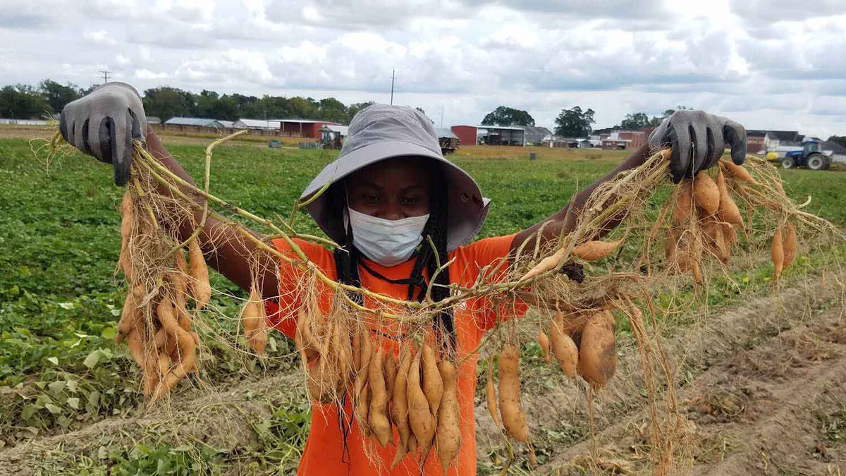 NCAgriculture's tweet photo. One @NCState student is researching different ways to improve sweet potato flavor profiles. Modesta Abugu is originally from Nigeria where she grew up helping her mother on a farm. Learn more below! #NCAgriculture   

Read more: https://t.co/xK4hK1zHdQ ⬅️ https://t.co/iW9x57lVSO