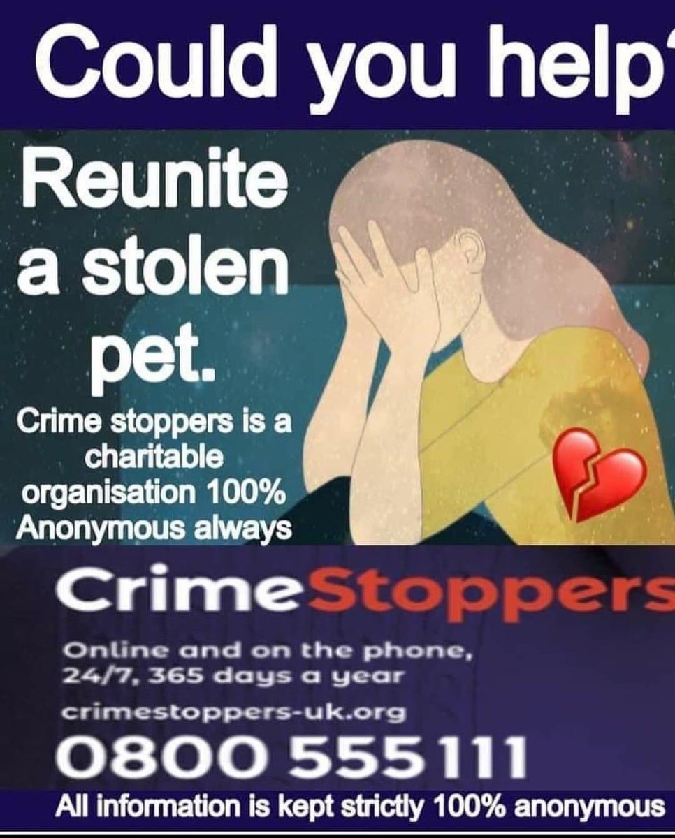 rosieDoc2's tweet photo. #FindSpencer
🚦STOLEN #Spaniel FROM A VEHICLE #HimleyCountryHotel #DY3
TAKEN INTO THE UNKNOWN 8/10/22
🚦male/young adult White&liver small Brown dots on snout & forehead/brown ring base of tail
#GundogTheftAwarenessWeek
DO U HAVE ANY IDEA WHERE HE IS?
https://t.co/zzID1GRMto https://t.co/IIRWD3Ku9y