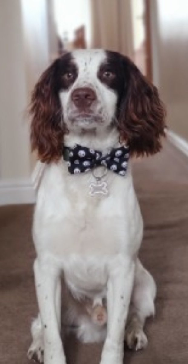 rosieDoc2's tweet photo. #FindSpencer
🚦STOLEN #Spaniel FROM A VEHICLE #HimleyCountryHotel #DY3
TAKEN INTO THE UNKNOWN 8/10/22
🚦male/young adult White&liver small Brown dots on snout & forehead/brown ring base of tail
#GundogTheftAwarenessWeek
DO U HAVE ANY IDEA WHERE HE IS?
https://t.co/zzID1GRMto https://t.co/IIRWD3Ku9y