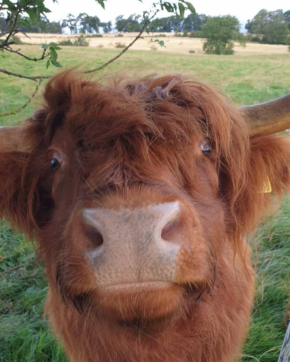 STLScots's tweet photo. Thanks to @visitscotland for the photie!
Moo've a little closer so I can give you a kiss!π Happy #Coosday from the bonnie Morven π Great pic by @arnbegfarmstayscotland taken on her farm in Kippen, near Stirling π·
#STLScots https://t.co/790SJtcewD