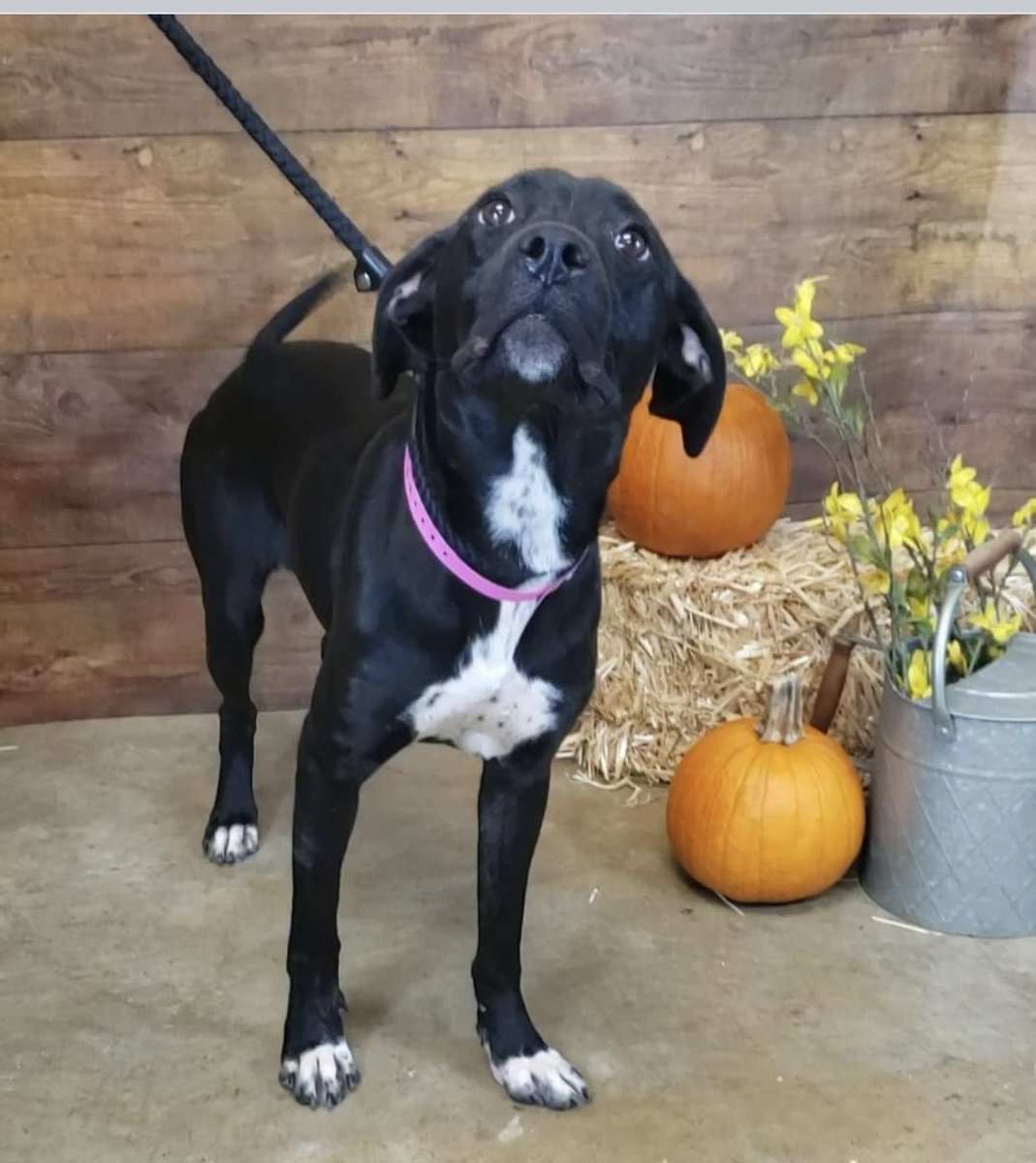 reddogsusie's tweet image. #TN #MEMPHIS
💥AT RISK💥Ravensky 3yr 6mo hw- Found stray, EMACIATED ON ARRIVAL 2 weeks ago with a body score of 1-this sweet friendly girl has gained a little weight(score now 2)🆘MUST EXIT 10/31 TO AVOID EUTH 11/1 #ADOPT #PLEDGE #RESCUE #FOSTER #MASA17566
m.facebook.com/story.php?stor…