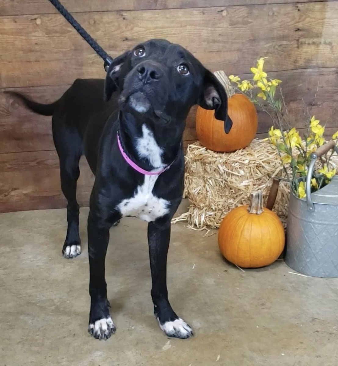 reddogsusie's tweet image. #TN #MEMPHIS
💥AT RISK💥Ravensky 3yr 6mo hw- Found stray, EMACIATED ON ARRIVAL 2 weeks ago with a body score of 1-this sweet friendly girl has gained a little weight(score now 2)🆘MUST EXIT 10/31 TO AVOID EUTH 11/1 #ADOPT #PLEDGE #RESCUE #FOSTER #MASA17566
m.facebook.com/story.php?stor…