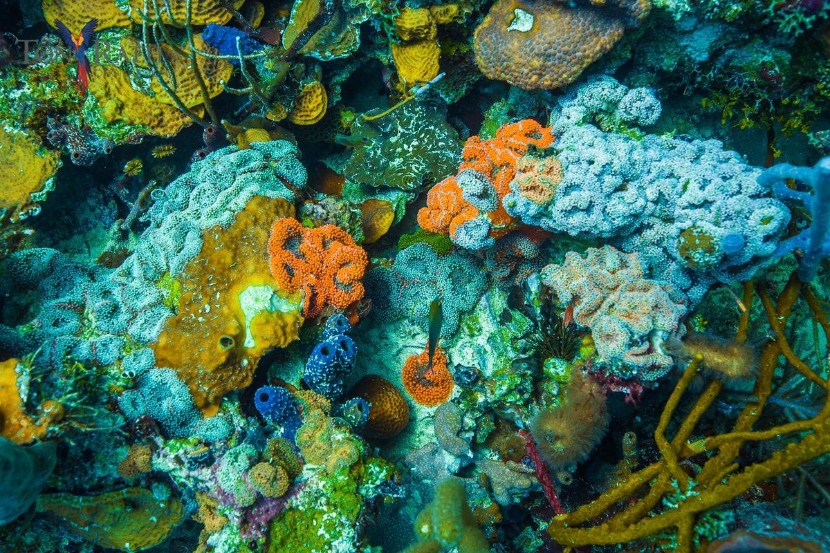 OceanaBelize's tweet photo. #DYK: #Coralreefs protect coastlines from storms and erosion, provide jobs, and offer opportunities for recreation.
That's why Oceana works to increase marine biodiversity, restore ocean abundance, safeguard habitat, and protect our oceans!
#reef #belize #protectourreef https://t.co/zdOu6AfGS5
