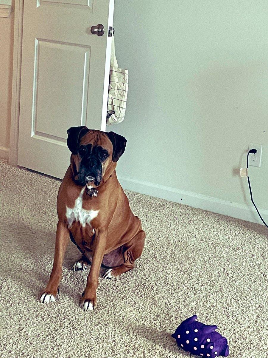 Let’s go Lady!!! It’s Sunday! Let’s make it a fun day! #queenaahana #boxerdog #dogsoftwitter