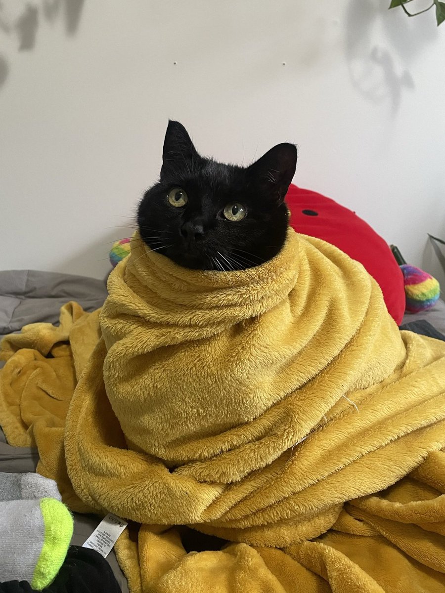 ShowYourCat's tweet photo. MooMoo https://t.co/7mD866pQuu