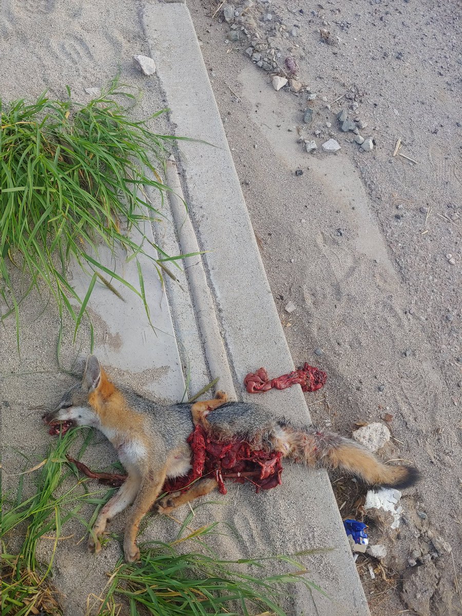 IsraelHN15's tweet photo. #Covid_19 #Corona_viruz #Riketsia cual es tu priposito? Es este tu modus operandi? fan? o evidencia? https://t.co/T0wrRqP2wi