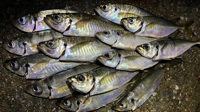 横浜 いつもの場所で初深夜までのアジング Light Game Log 横浜に住む海釣り初心者釣行日記