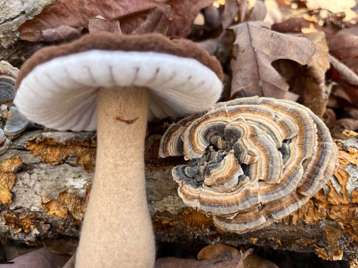 Mac finds some Turkey Tail (Trametes versicolor) in the NJ Pine Barrens.  Turkey Tail is prized in traditional Chinese medicine.