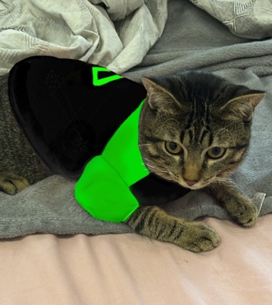 babidifelino's tweet photo. 🚨URGENTE: Babidi Felino é eleito nas urnas o 39º Presidente do Brasil! #Eleições2022 https://t.co/QfazZDbUgh