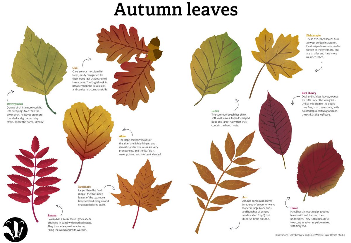 If you are out on an Autumnal walk see if you can see one of these leaves. Good luck and happy walking. #autumnleaves  #Autumn #Autumnvibes  #wwf