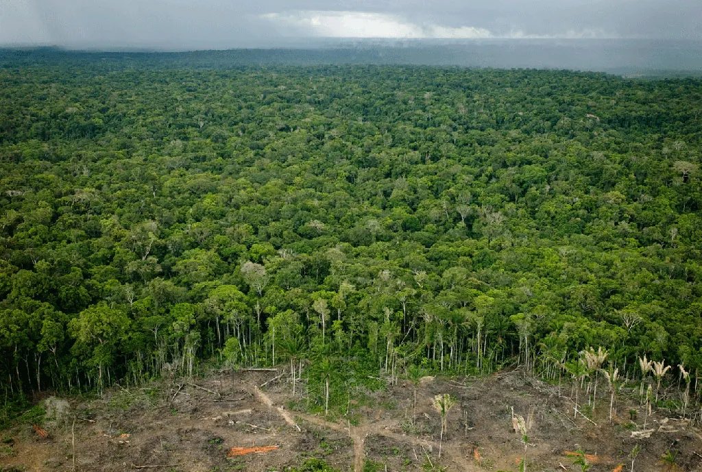 Lula remporte de peu l'élection brésilienne devant Bolsonaro ! 
C'est l'espoir de voir la déforestation de l'Amazonie ralentir dans les mois et années à venir. Une bonne nouvelle pour le monde entier.