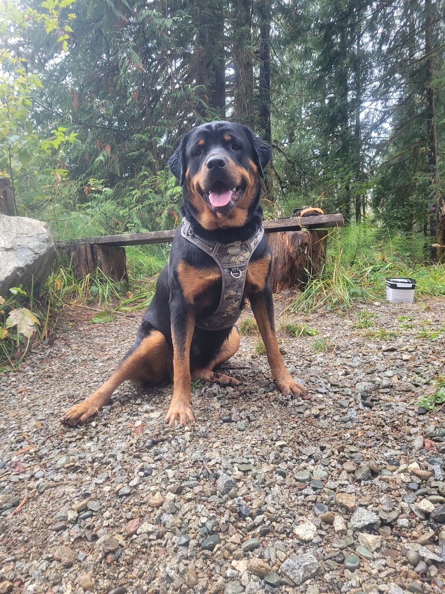 OO0U812's tweet photo. Great day for a walk with the amazing Halibear! https://t.co/tCZsnaQU4h