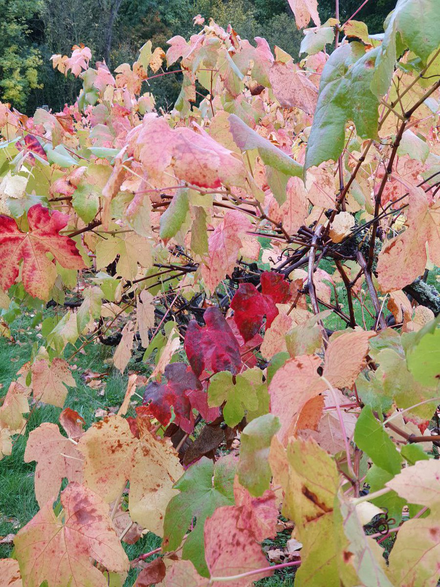 Autumn colour at #Harbourne #Vineyard 🍂