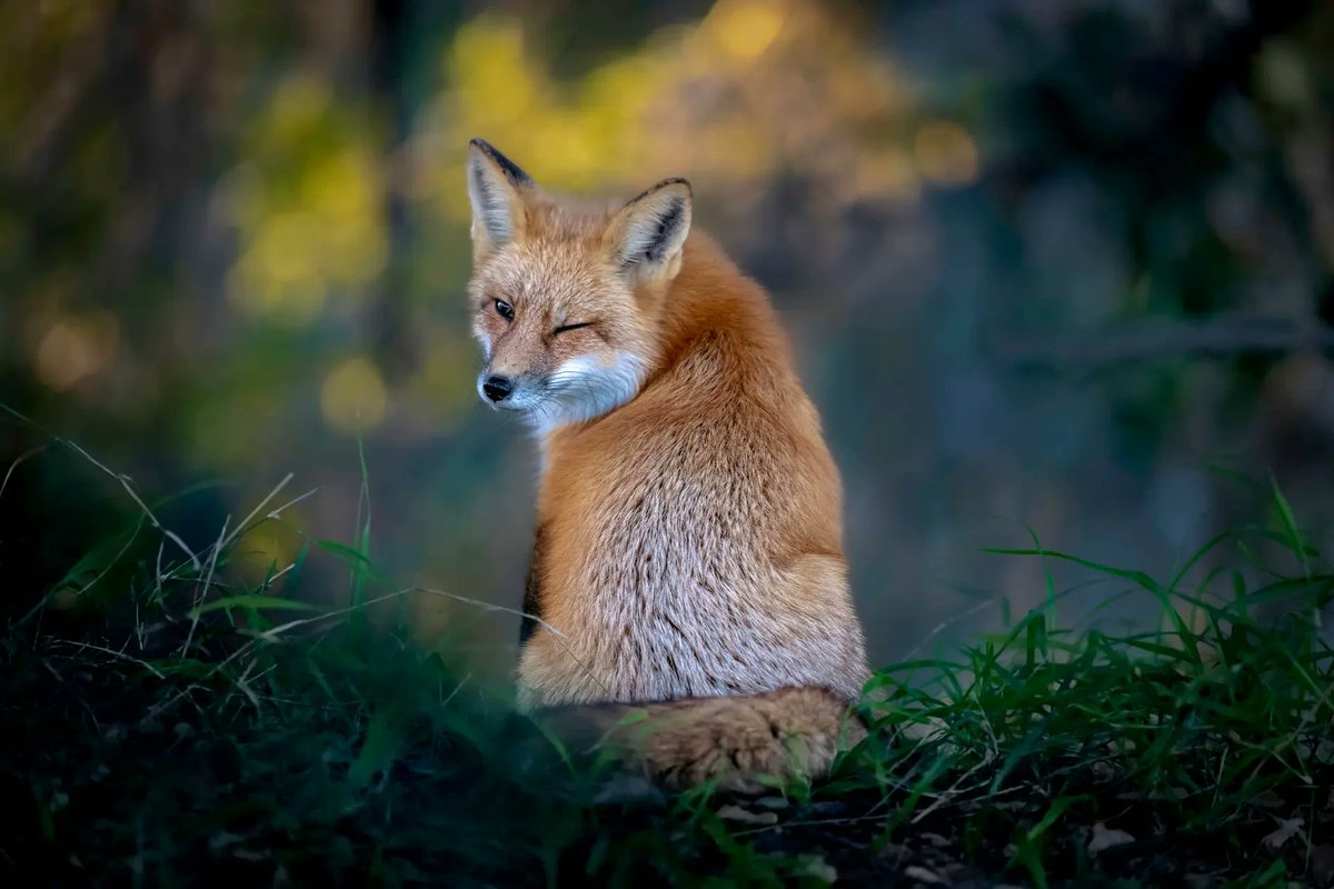 the_dailyfox's tweet photo. Wink

#dailyfox https://t.co/iqgc1g1IYn