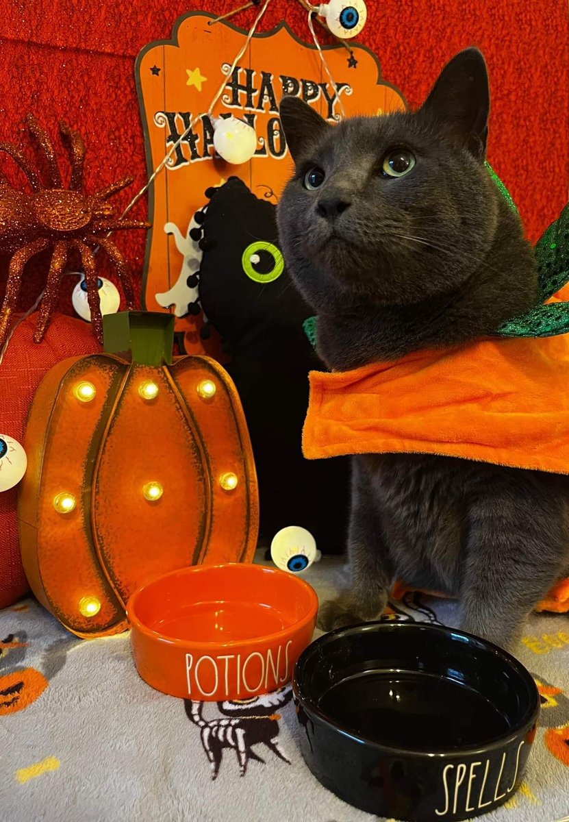 KikiNFT's tweet photo. 🎃 "Halloween Kiki" 

👻 Special Kikiween NFT release!

🕷️Only 10 editions available for a limited-time! Every edition includes a random, physical Kiki Polaroid! Each Kiki Polaroid is unique and includes its own NFT.

🦇 Claim below for 0.05 ETH, mint window closes soon! https://t.co/WloX7Tm7BT