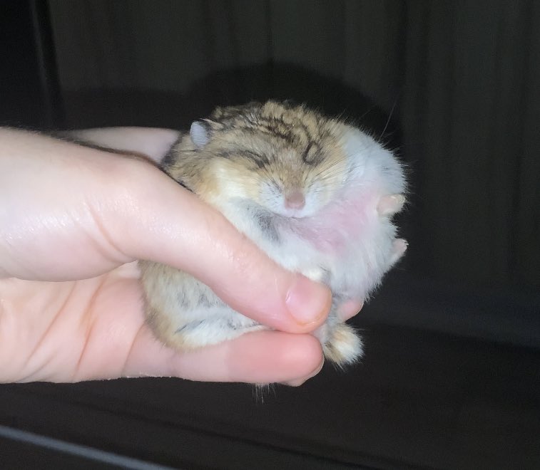 biscuitmyhamster tweet media