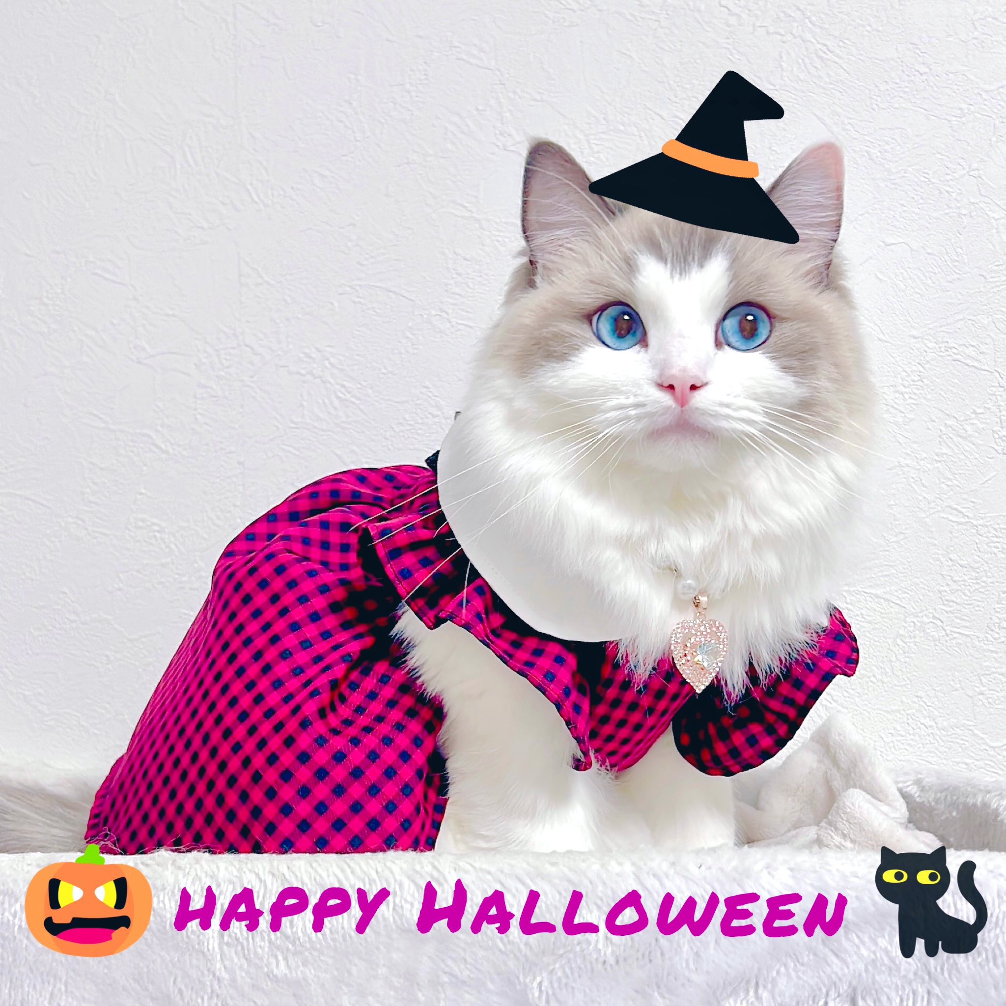 チビ様❤ねこ 夏のオブジェ♡浦島うちのにゃんこ チビ様❤ねこ 夏のオブジェ♡浦島うちのにゃんこ