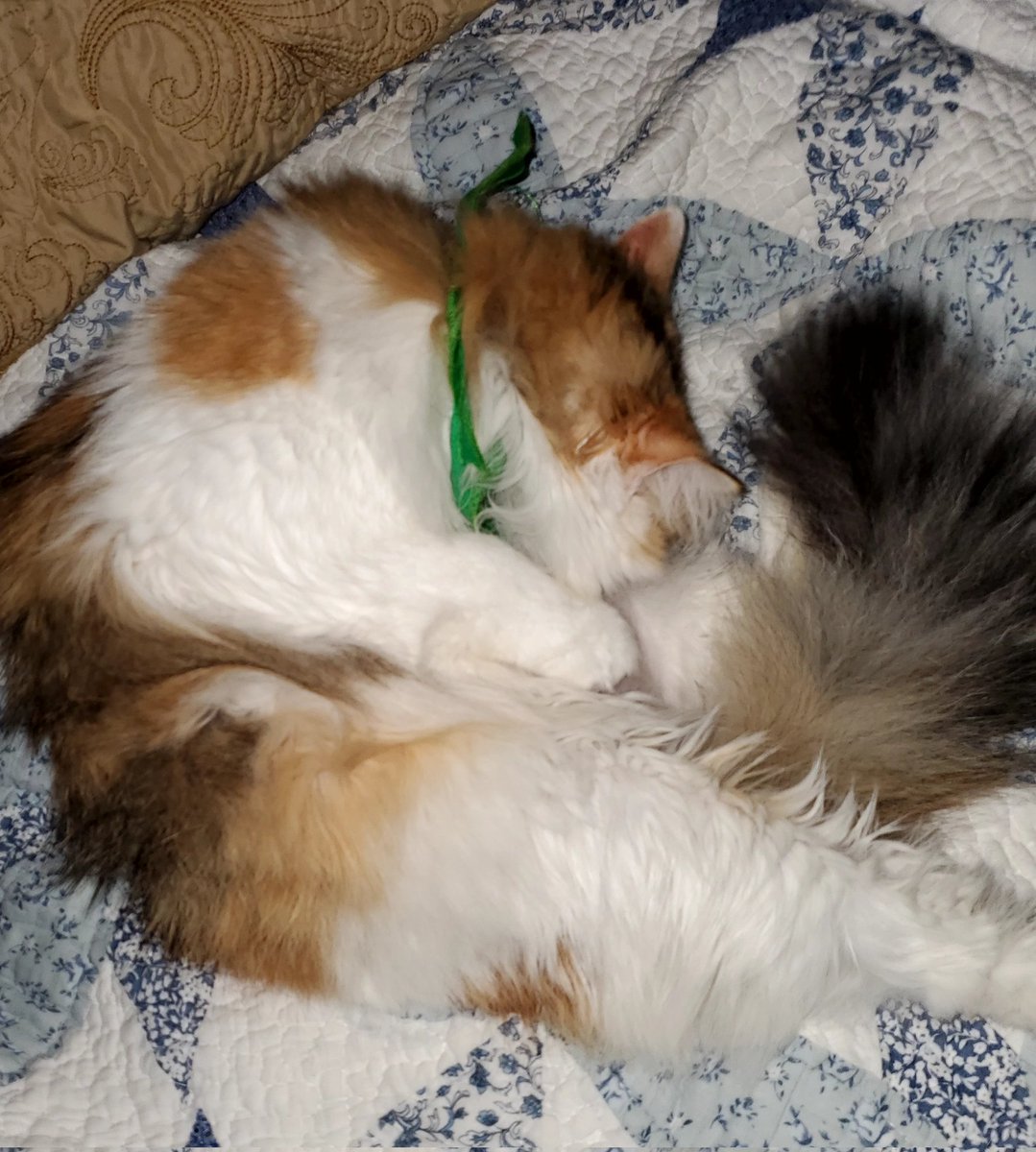 kat_every's tweet photo. Happy Sunday Night 😺 #cats #CatsOfTwitter #CatsOnTwitter #love #MissyKat https://t.co/p8LpG0zMUi